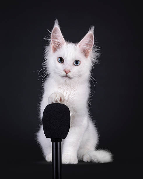istock Maine Coon cat kitten on black background 2246700358