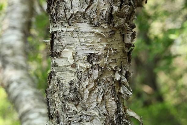 istock Betula ermanii deciduous tree with gray peeling bark in mountain forest of Korea. 2246701352