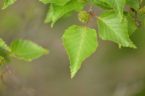 Betula ermanii, a deciduous tree in the Betulaceae family, recognized for its gray peeling bark and broad triangular leaves, thriving in high-altitude forests. Photographed in Korea.