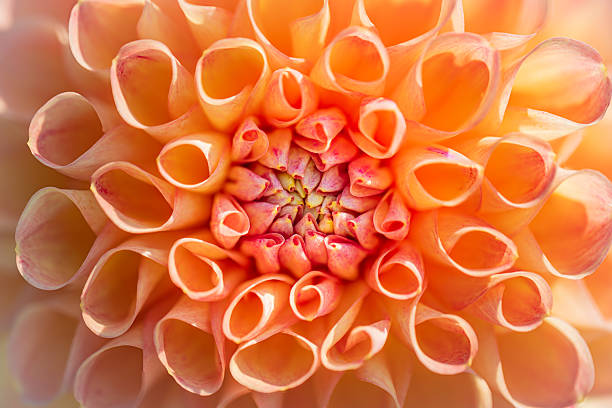 istock Dahlia Season 2246701486