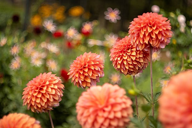 istock Dahlia Season 2246701494