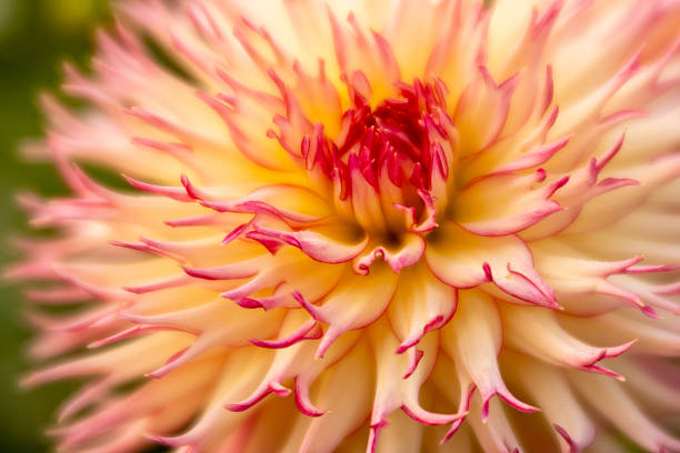 Dahlias in bloom