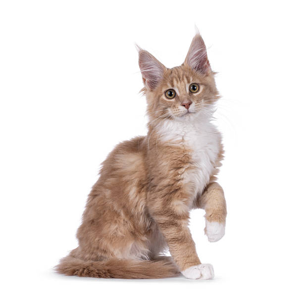 istock Maine Coon cat kitten on white 2246701907