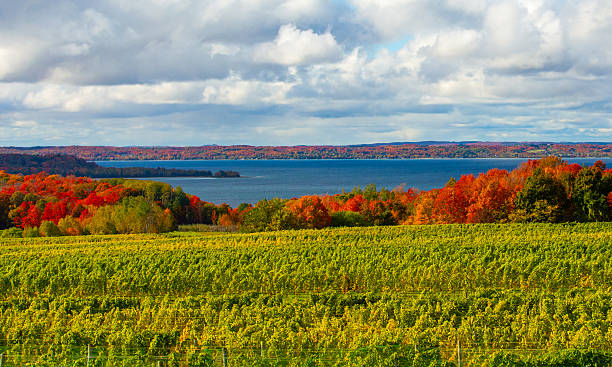 istock Grape Vinyard with fall leaf color and lake-Traverse City, Michigan 2246702844