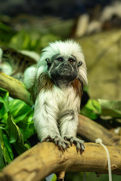 istock Unique White-Haired Monkey Rests on Branch Surrounded by Lush Greenery 2246703319