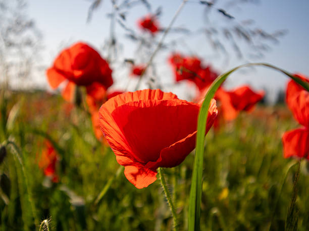 istock Vibrant Red Poppies Blooming in a Sunny Field 2246703695