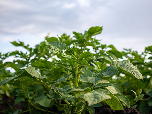 istock Growing Potato Plants in a Sunny Field 2246703733
