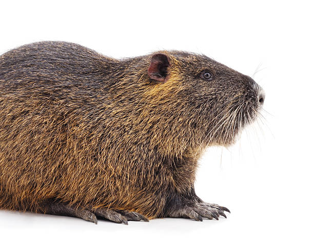istock Large nutria rodent isolated on white background. 2246704662