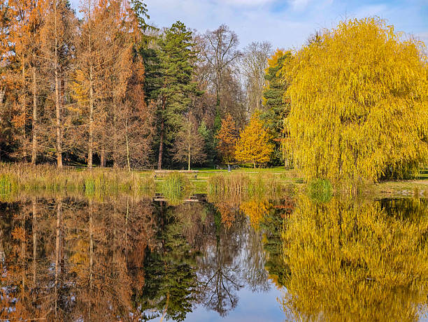 istock Golden Autumn Lake with Reflective Forest Trees and Yellow Willow in Park Setting for Tranquil Seasonal Landscape. Nature Background 2246704935