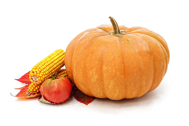 Colorful autumn composition with a yellow pumpkin, red leaves, cobs of corn and  tomato on a white background. Seasonal still life representing fall harvest, healthy food, and organic farming.