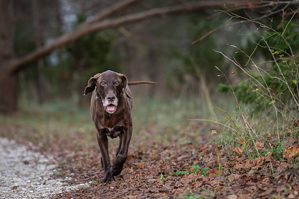istock Brown german shorthaired pointer in the evening light in the nature. 2246708064