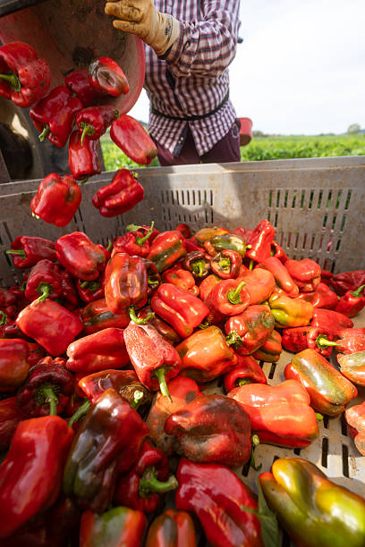 istock Workers harvesting red bell peppers in field 2246709231