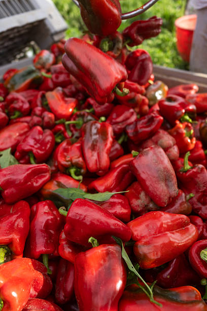 istock Workers harvesting red bell peppers in field 2246709313