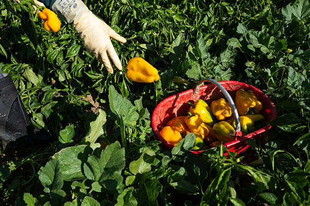 Farm workers pour freshly picked yellow bell peppers into a large container during harvest. The image shows agricultural labor and fresh produce collection in a rural farming area.