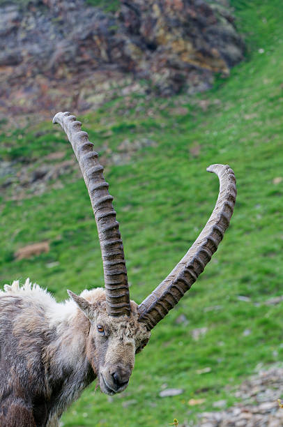 Portrait of alpine ibex
