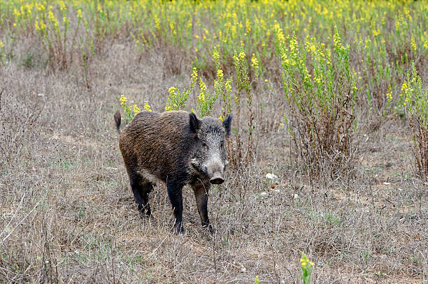 Wild boar among the brooms