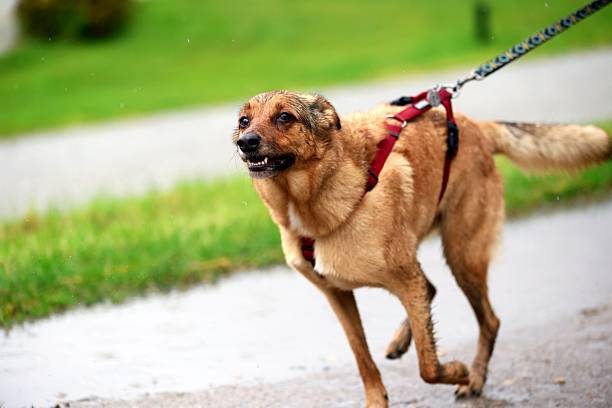 Wet dog running on a leash outdoors
