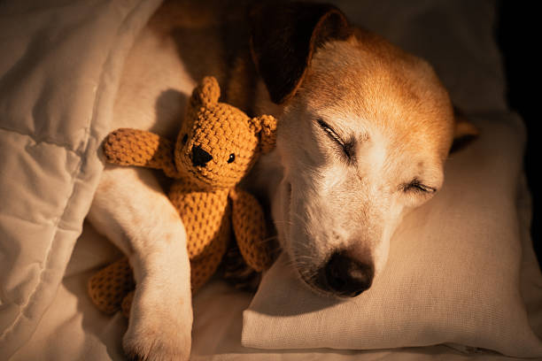 istock old dog sleeping in white bed covered under blanket 2246713175