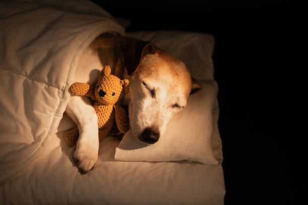istock sleeping senior dog with closed eyes in white bed covered under blanket 2246713270