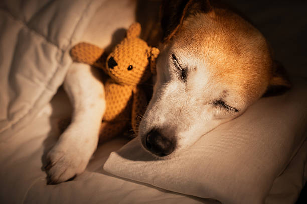 istock sleeping senior dog face closed eyes in white bed covered under blanket 2246713301