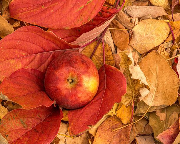 An apple nestled among vibrant autumn leaves, showcasing the rich colors of fall.
