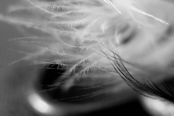 Macro photograph of a bird feather.