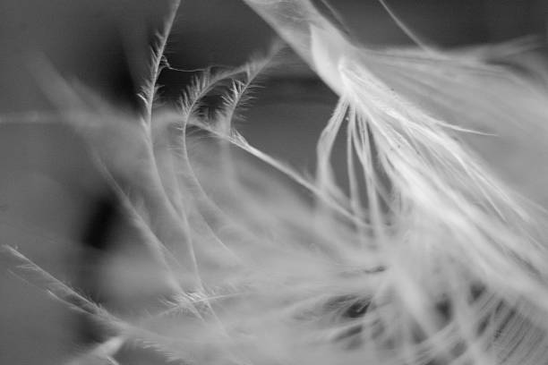 istock Macro photograph of a bird feather. 2246716650