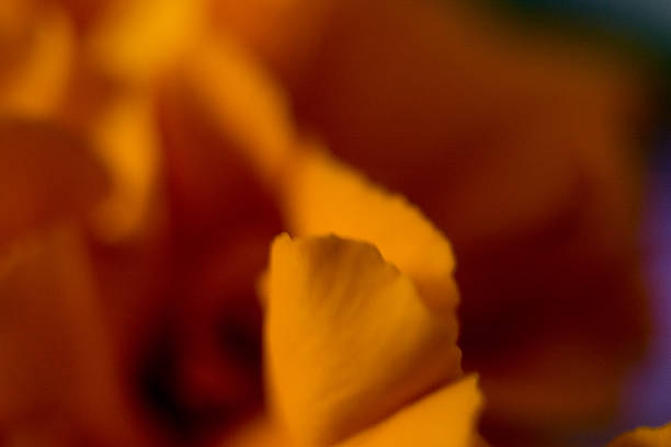 Macro photograph of a marigold flower.