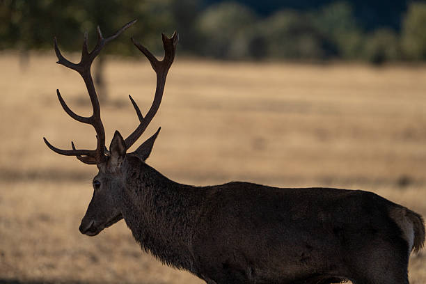 istock Red deer (Cervus elaphus) photographed in Spain 2246719490