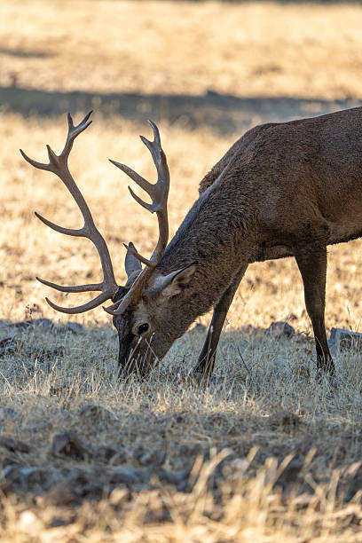 istock Red deer (Cervus elaphus) photographed in Spain 2246719876