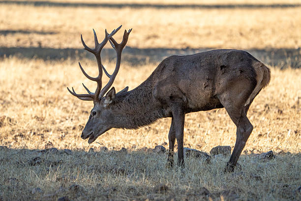 istock Red deer (Cervus elaphus) photographed in Spain 2246719877