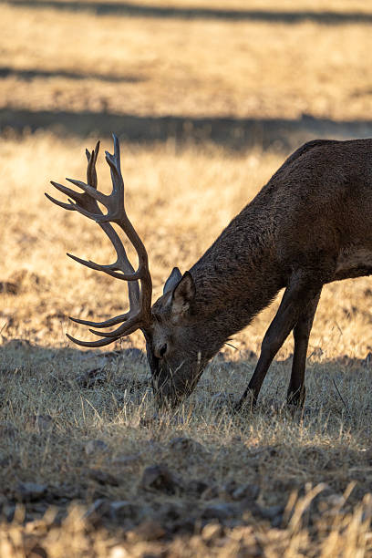 istock Red deer (Cervus elaphus) photographed in Spain 2246719902