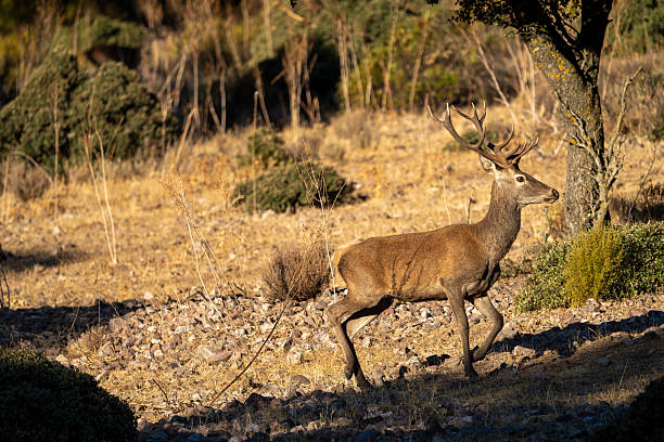 istock Red deer (Cervus elaphus) photographed in Spain 2246720526