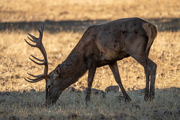 istock Red deer (Cervus elaphus) photographed in Spain 2246720590