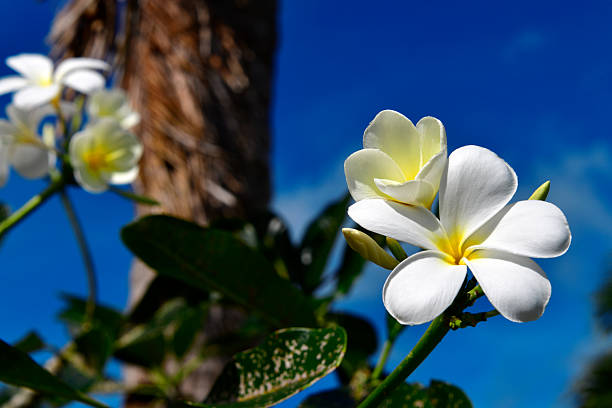 Hagåtña, Guam: in Chamorro culture of Guam and the Northern Mariana Islands, plumeria flowers (known locally as kalachucha or kalachuchan) are valued for their fragrance and beauty, symbolizing positivity, new beginnings, and resilience in tropical island life. They are commonly woven into leis and mwarmwars (head garlands) for ceremonies, graduations, and greetings. Though not Guam's official flower—that is the bougainvillea—plumeria serves as the emblematic bloom for villages like Piti, Yigo, and Asan-Maina. Abundant in the region, they reflect Chamorro connections to nature and tradition.
