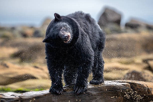 Black Bear having a shake, Keogh River, Port Hardy, British Columbia, Canada
