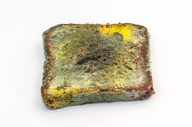 istock Slice of stale rye bread with mold. Spoiled bread with colored mold. White background. Top view. 2246723031