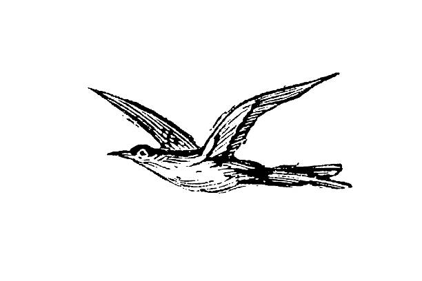 A Stercorarius skua seabird in detailed plumage with characteristic hooked beak, showing predatory marine bird morphology for ornithological study, old vintage illustration, 1897.