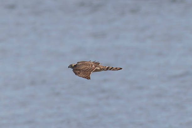 istock Young Northern Goshawk in flight over the river. 2246728974