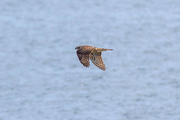 istock Young Northern Goshawk in flight over the river. 2246728978