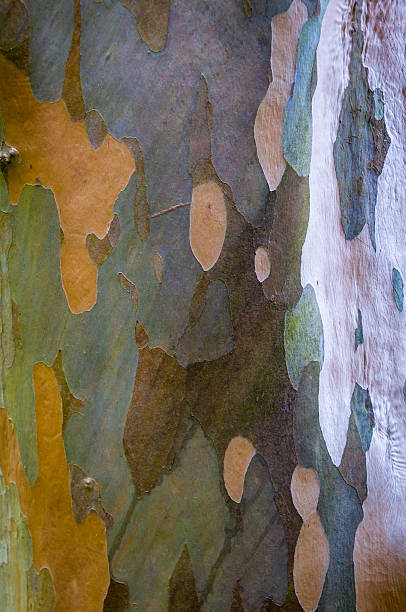 A close-up photo captures the textured beauty of a tree trunk, revealing the intricate patterns and rugged details that define nature's organic artwork.