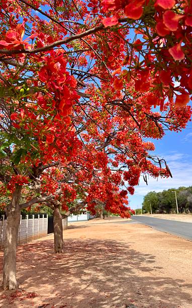 istock A flowering royal tree on a street in Namibia 2246734828