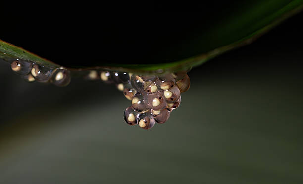 istock Red-eyed Tree Frog in Costa Rica 2246735352