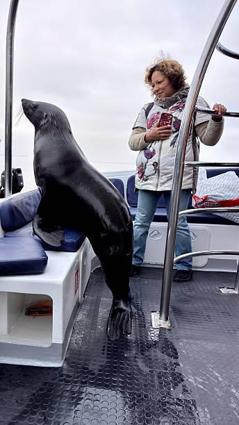 A fur seal jumped aboard a ship in the Atlantic Ocean, Namibia.