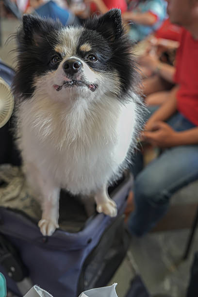 istock A fluffy black-and-white dog sitting in a stroller, creating a cute, expressive, and lively moment perfect for pet lifestyle, events, and commercial animal content. 2246738250