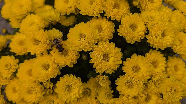 Intimate botanical image showcasing soothing spa aesthetics