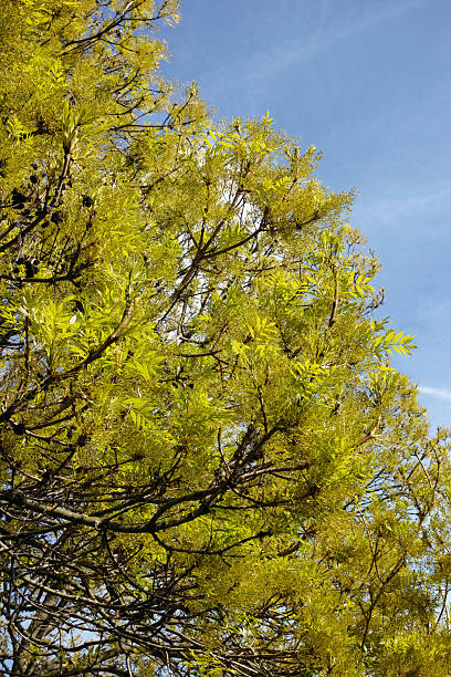 Vibrant green tree branches with fresh spring leaves. Sun-drenched foliage casting dappled shadows. Perfect for nature enthusiasts and spring season promotions.
