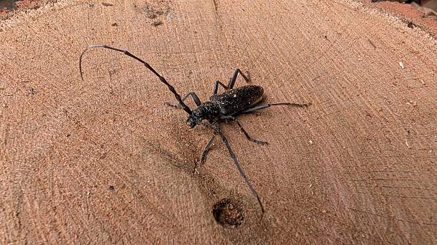 istock Macro image of beetle showcasing antennae and wood surface 2246742509