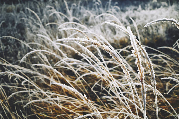 istock Dry grass in wild field covered with white frost 2246742563