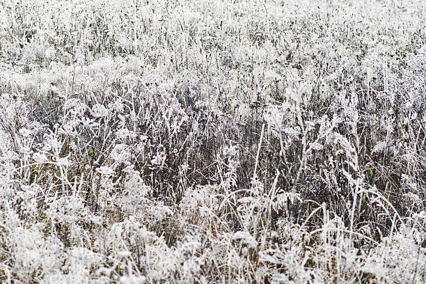 Dry grass in wild field covered with white frost. The first frosts on grass. Selective focus